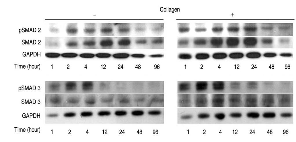 (A) Non-treated group, (B) Type II collagen coated group, (C) TGF-β1 treated group, (D) Type II collagen and TGF-β1 co-treated group. D Fig. 2.