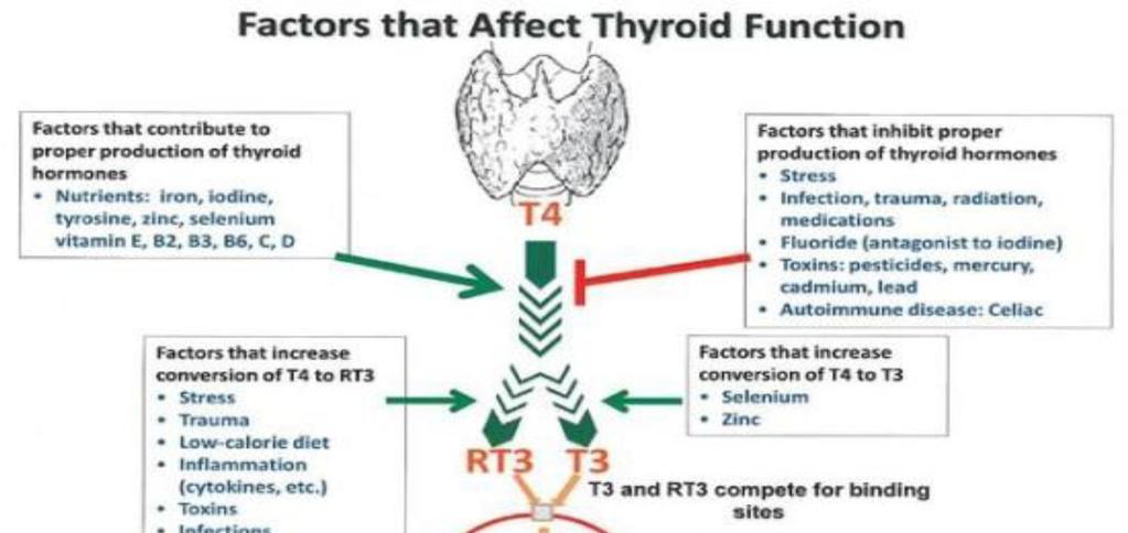 윤경미, 전근호, 최재란, 나양지, 윤아원, 강민구 Fig. 3. Factors that Affect Thyroid Function 5) 증가되고 TSH치는측정한계이하로억제된다.