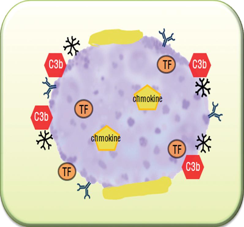 Thrombin subsequently generates fibrin and activates platelets. (C) Platelet activation increases the affinity of the integrins GPIIb-IIIa and a2b1 for fibrin and collagen, respectively.