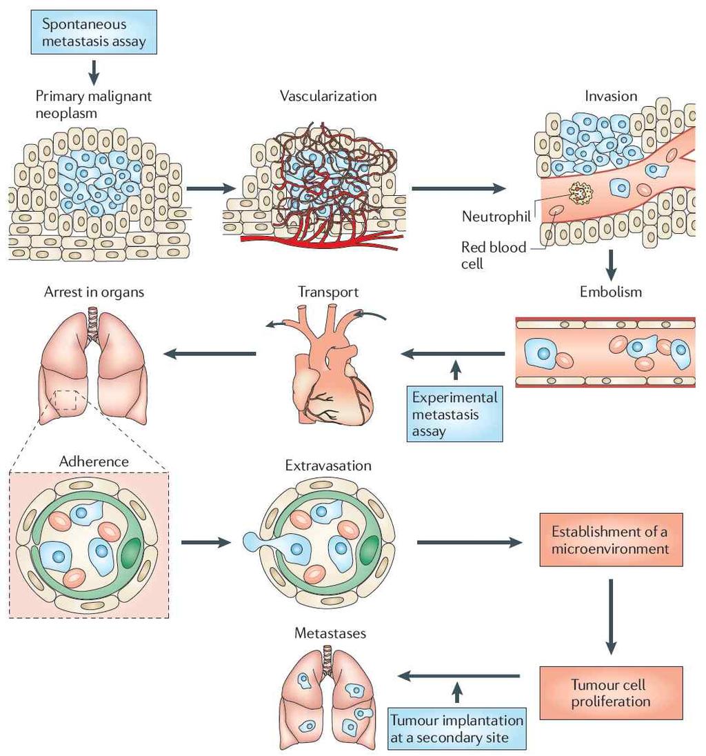Preclinical models of metastasis