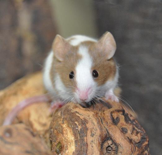 이자료들에따르면 house mouse (Mus musculus) 는 Rodentia ( 설치류 ) oder ( 목 ) 에속하는작은포유류이며앞으로튀어나온코 (snout) 와작고둥근귀, 그리고길고거의털이없는꼬리를가지고있다.