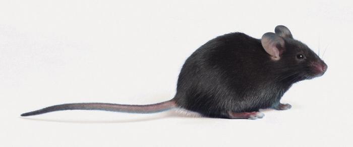 이컴퓨터프로그램은후에 Mouse Genome Project의중심이된 Mouse Genome Database 의원조가되었다. 5. C57BL/6J 1997년복제양 Dolly가탄생한이후 1998년에는 Hawaii 대학의연구팀이최초의 mouse를 cloning 하는데에성공하였다. 6.