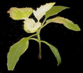 메소트리온의작용기작 (Mode of action) 다양한잡초방제 : 광엽및화본과잡초 Mesotrione (Tenacity) 선택성, 발아후및발아전처리 HPPD( 카로티노이드합성단계의주요효소 ) 저해 백화현상