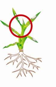 적합한식물부위에살포 병균에따라감염된부위가다를수있음. 잎 & 줄기 지제부 ( 땅과맞닿은부분 ) 뿌리 e.g. 달라스팟, Fusarium sp.