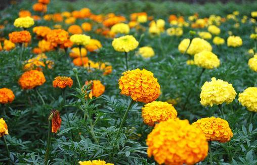 페튜니아, 나팔꽃, 무궁화 2 제 2 군 : 야생종이황색과 orange 색으로부터출발한그룹화색의폭이좁다.