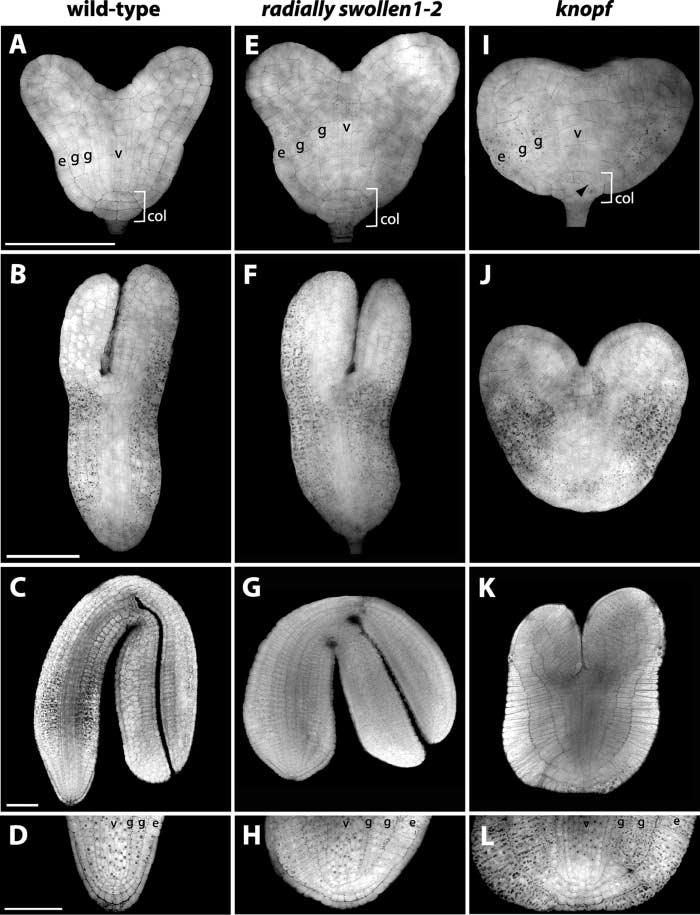 Cellulose-deficient knopf and rsw1 embryo mutants Gillmor et al. 1005 Figure 2. Mutations in RSW1 and KNF affect cell shape and embryo morphogenesis.
