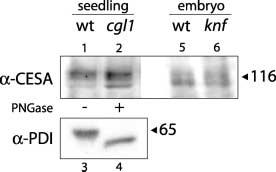 Cellulose-deficient knopf and rsw1 embryo mutants Gillmor et al. 1009 Figure 7. Cellulose synthase catalytic subunits are not N glycosylated.