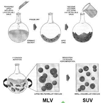 리포솜타입제조법크기모양 MLV (Multilamellar Vesicle) Vortexing(Hydration) (Banghan 법) 0.1-3.