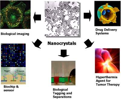 A B Biological imaging Drug delivery systems Nanocrystals Biochip & sensor Biological tagging and separations Hyperthermia agent for tumor therap C D