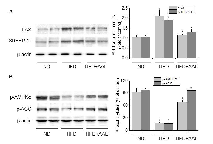 Artemisia annua extract ameliorates fatty liver by activating AMPK 65 Fig. 3. AAE reduces the expression of FAS and SREBP-1c and promotes the phosphorylation of AMPK and ACC in HFD-fed mice.