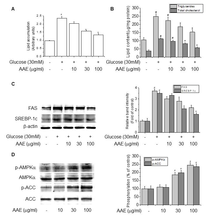 66 Su-Jin Park et al. Fig. 4. AAE decreases high glucose-induced lipid accumulation in HepG2 cells via the activation of AMPK and the regulation of lipogenic genes.