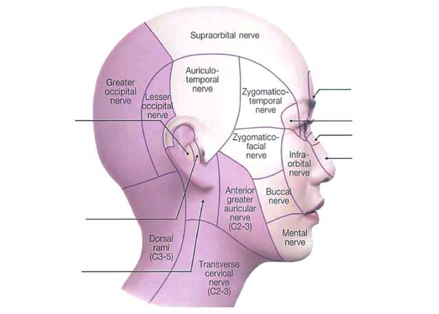 Zygomaticotemporal nerve Lateral zygomaticotemporal vein 상안면과 두피의 앞부분의 감각은 삼차신경에 의하며 눈썹의 내측에서 또는 을 통 해 나오는 나오는 이 신경의 분지인 와 에 지배를 받는다 이 신경 들은 특히 시 손상을 받기 쉬우므로 주의를 요한다 중안면의해부나이를 먹어감에 따라 는 내하방 측으로 이동하여