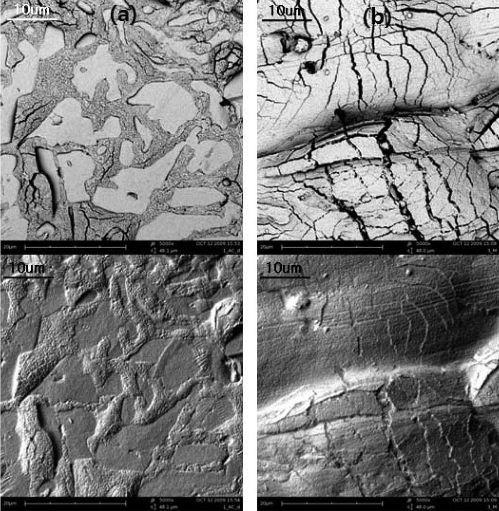 262 Fig. 2. BSE images and topographs of AC2A alloy anodized in 2.25 M sulfuric acid solution for 20 min at 50 macm2 and 1±0.5oC: (a) as-cast surface, (b) machined surface.