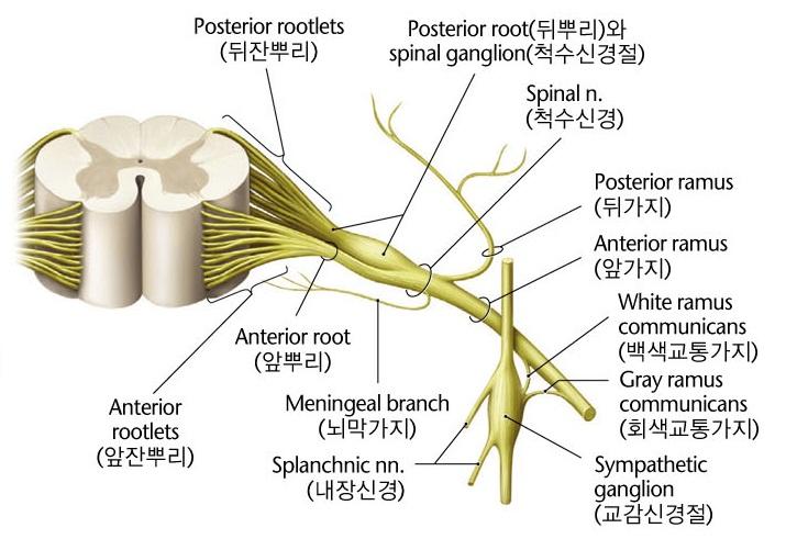 SYMPATHETIC NERVOUS SYSTEM( 교감신경계통 ) Sympathetic Efferent Neurons( 교감신경날신경세포 ) Preganglionic