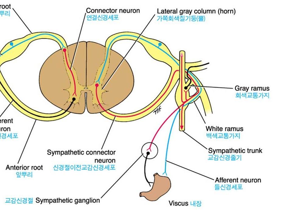 outflow axon 경로 anterior root( 앞뿌리 ) spinal n.