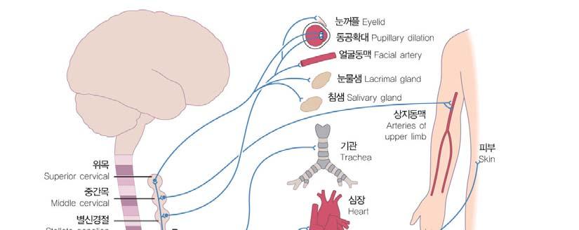 Preganglionic neuron( 신경절이전신경세포 ) axon 경로 anterior root( 앞뿌리 ) spinal n.
