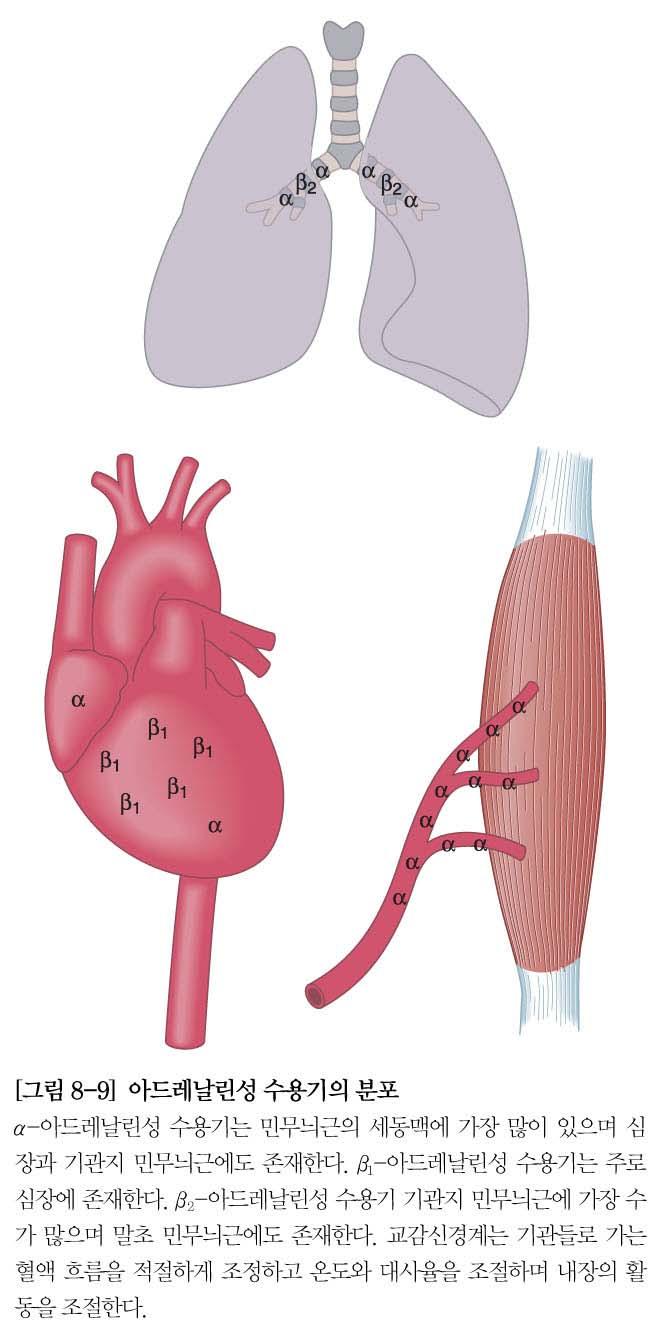 교감신경계통 내장조절 1) Thoracic viscera 심장근육 β1 수용체자극 심장박동수 & 수축력증가호흡기 β2 수용체자극 기관지확장 Blocker( 차단제 ): 수용체와결합하지만수용체를활성화시키지는않는약물 Agonist( 작용제 ): 수용체와결합하여수용체를활성화시키는약물 α-blocker 혈관수용체에대한 NE 작용을차단 혈관확장 고혈압치료