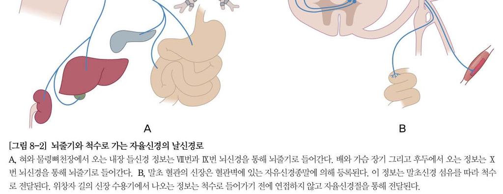 dorsal root( 뒤뿌리 ) --< spinal cord 2.