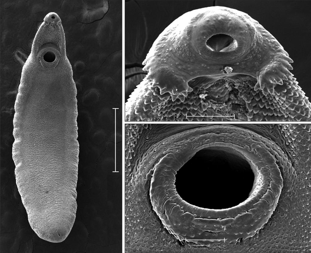 mm in size) well developed. Esophagus somewhat long (0.18-0.23 mm in length). Cirrus sac well developed, containing a long saccular seminal vesicle (0.38-0.80 0.17-0.28 mm in size).