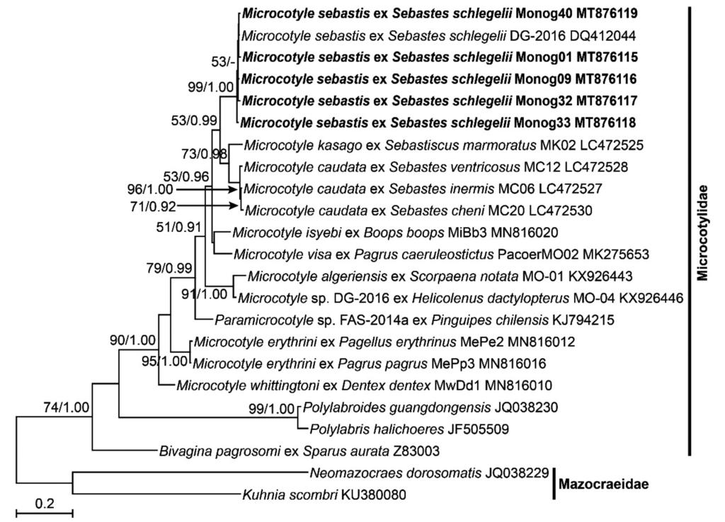Song et al.: Microcotyle sebastis in the Korean 93 A B Fig. 2.