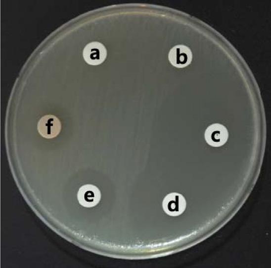 1388 생명과학회지 2019, Vol. 29. No. 12 유도하였다. 96well plate에형성된바이오필름은멸균증류수로 2회세척한다음건조한후 0.5% crystal violet으로 20분동안염색하였다.