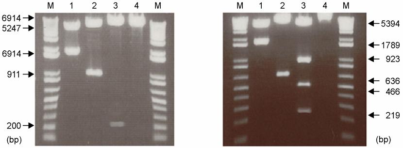 Newcastle Disease Virus 의 F 와 HN 유전자재조합 DNA 제조및면역원성 103 A B Figure 1. Amplification patterns of NDV F gene (A) and HN gene (B) by the RT-PCR.