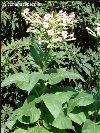 담배와니코틴 담배 (tobacco): 니코티아나타바쿰 (Nicotiana tabacum, 원산지 : 남미 ) 과니코티아나루스티카 (Nicotiana rustica, 원산지 : 북미 ) 의잎