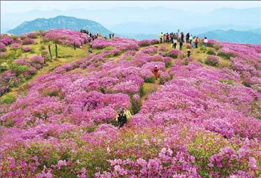 황매산철쭉축제 1,108 미터의황매산은소백산맥에서가장높은봉우리로매년봄마다철쭉으로눈부시게변하는곳이다.