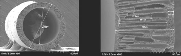 SEM photos of the PEI/PDMS membrane. 로제조된모듈을 ( 주 ) 에어레인사로부터제공받았다. 모듈에사용된 PEI SEM 사진과 PDMS로코팅한 PEI 중공사막의 SEM 사진은 Figs. 2, 3에나타내었다.