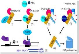 Ligases RGLG1 and RGLG5 Regulate Abscisic Acid Signaling by Controlling the Turnover of Phosphatase
