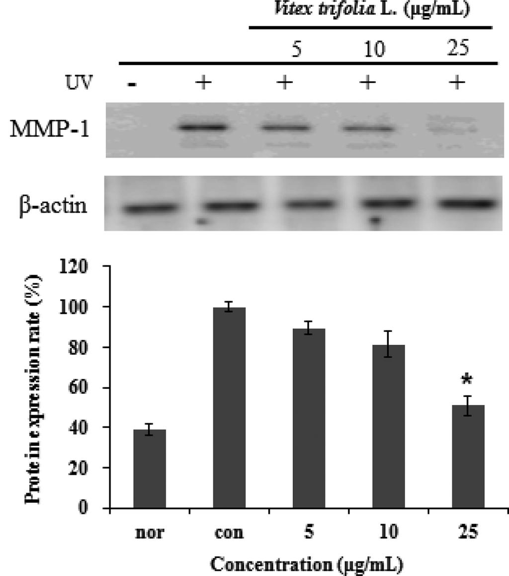 단백질발현실험을하였다. MMP-1 저해활성측정. 체내에서생성되는수종의 MMPs 가운데 MMP-1 은 collagen 에특이적으로작용하는 protease 로서 MMP-1 의활성을억제하여 collagen 의분해를감소시키면, 피부조직의탄력을유지하고주름생성을예방할수있는것으로알려져있다 (Talwar 등, 1995; Nagase 와 Woessner, 1999).