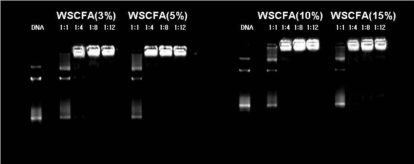 458 허선행 ᆞ 장민자 ᆞ 김동곤 ᆞ 정영일 ᆞ 장미경 ᆞ 나재운 40 30 110.5±15.2 Intensity(a.u.) 20 10 0 1 10 100 1000 Particle size(nm) (a) Figure 6. Transfection of WSCFA-pEGFP plasmid DNA complex.