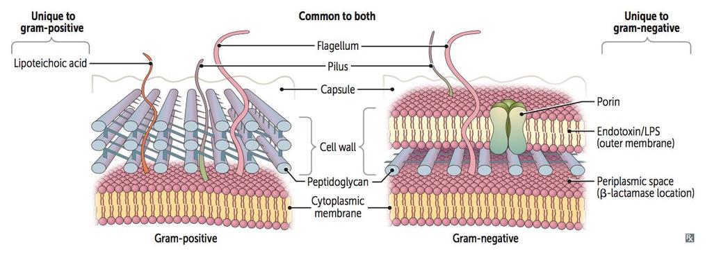 그람양성균과그람음성균의세포벽 그람양성균특이구조 지질테이코산 (Lipoteichoic acid) 공통적구조 편모 (Flagellum) 선모 (Pilus) 협막 (Capsule) 그람음성균특이구조 포린 (Porin) 세포벽 Cell