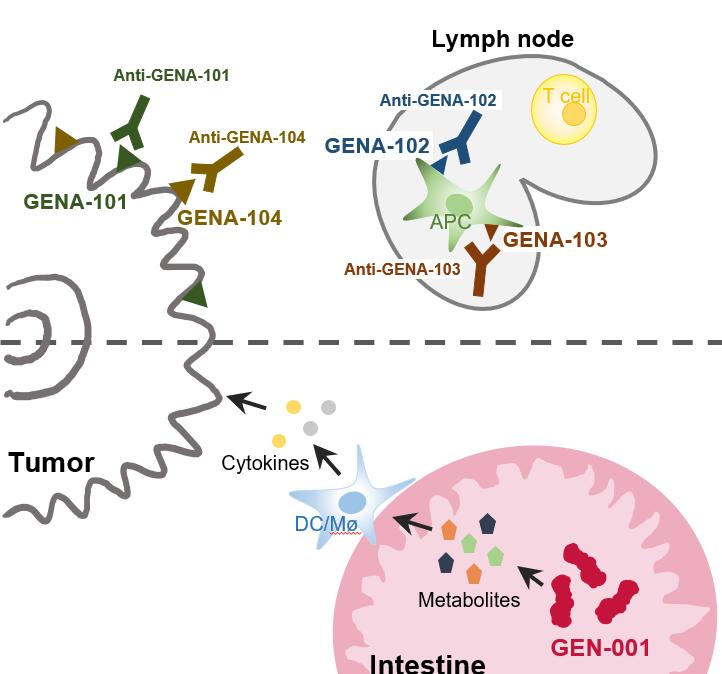 [ 신규면역관문억제제 ] 연구개발전략 고유의기술플랫폼을활용한 새로운표적항체 (GENA, mabs) 연구개발가속화 Anti-GENA mabs mabs targeting newly identified immune