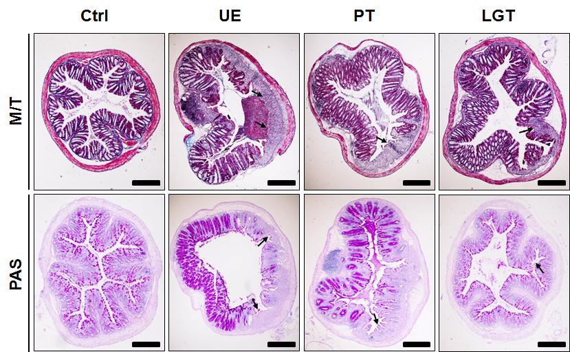 20 The Anti-Inflammatory Effect of Lonicera Japonica-Glycyrrhiza Uralensis Decoction on Ulcerative Colitis Induced by DSS in Mice 3. 점막 손상 회복 Masson trichrome 염색에서는 UE군의 점막 넓은 부 을 보였다.
