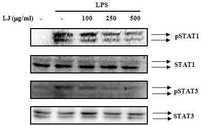 A) B) Fig. 6. IL-10 Has Association in LPS-induced IFN-α/β Inhibition of LJ.