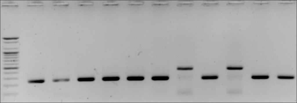 phaseoli(lane 7-10), Mythimna separata (lane 6 and 12), and Helicoverpa armigera (lane 5 and 11) * M indicates a 100 bp ladder plus molecular size marker (Bioneer) 팥나방과어리팥나방판별 PCR-SSP Fig. 3.