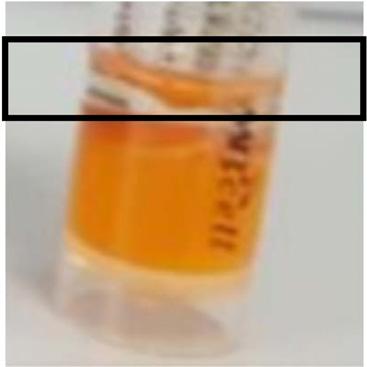 γ-hemolysis는용혈이일어나지않는반응으로 olony 주변에아무런변화가없는것이특징이다 (Isenerg, 1992). AO356 균주는혈액배지를이용한용혈반응에서 γ-hemolysis 반응을보여용혈성이없는균주임을확인하였다 (Fig. 2A). Geltinse는젤라틴을분해하는단백질분해효소로서병원성미생물에의해분비되어 iofilm 형성에관여하는것으로알려져있다.