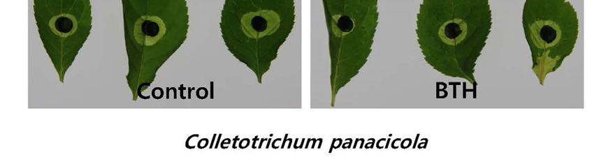 (D) Larger image of the ginseng plantations seen in Fig. 1C 것을 볼 수가 있었다. 약 4주 후, 이들 기내에서 발아된 유묘는 정상적인 인삼으로 생육하는 것을 확인 할 수 있 었다(Fig. 1B).