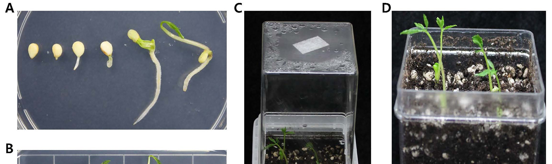 J Plant Biotechnol (2016) 43:99 103 101 Fig. 1 Development of in vitro germ free culture system of Panax ginseng. (A) The ginseng seedlings were developed on agar plates for four weeks.