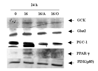254 국립보건연구원보 Fig. 16. Effects of mitochondria dysfunction on cell cycle of MIN6N8 cells.