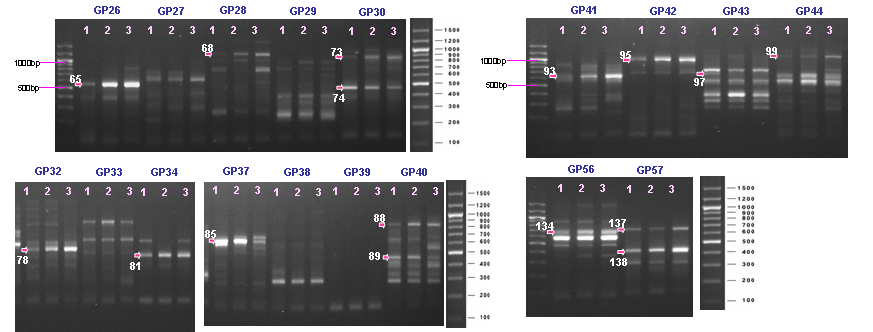 88 국립보건연구원보 prohibitin antiproliferative protein, methionine aminopeptidase), 1개의 유전자는 C. glabrata ATP-binding cassette transporter로 동정되었다. 그 외에 25개의 유전자는 S.