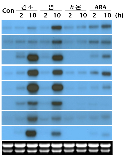 제4장 생물공학 연구 다음 RNA를 분리하여 chip에 hybridization 한 결과 스트레스 처리에 의해 발현 양이 2배 이상 증가하거나 감소한 유전자들을 분리 구분할 수 있었다. [그림 4-11] 유전자칩을 이용한 환경자극 특이발현 유전자 분리(좌) 및 확인(우) 4-2-3.