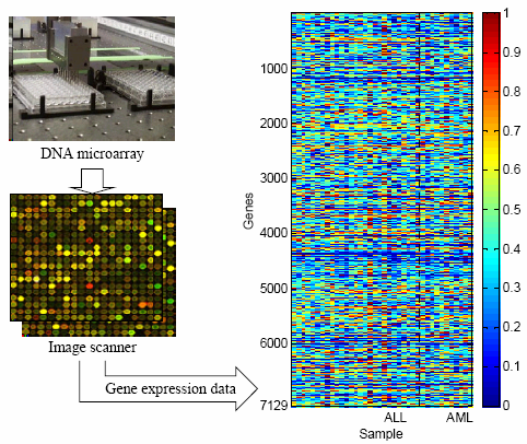제5장 SVM 소프트웨어 실험 결과 유전자 발현 데이터를 얻은 과정은 그림 5.2와 같다. 두 개의 다른 환경에 서 채집된 유전물질에 각각 다른 색깔의 형광물질(빨간색(Cy5)과 녹색(Cy3))을 합성한 것을 똑같은 양만큼 보합한 것들이 DNA Mcroarray의 각 셀을 이룬다.
