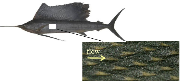 (a) Fig. 2. Sailfish skin. [4] (b) Mako Smooth Galapagos hammerhead shark Fig. 1.