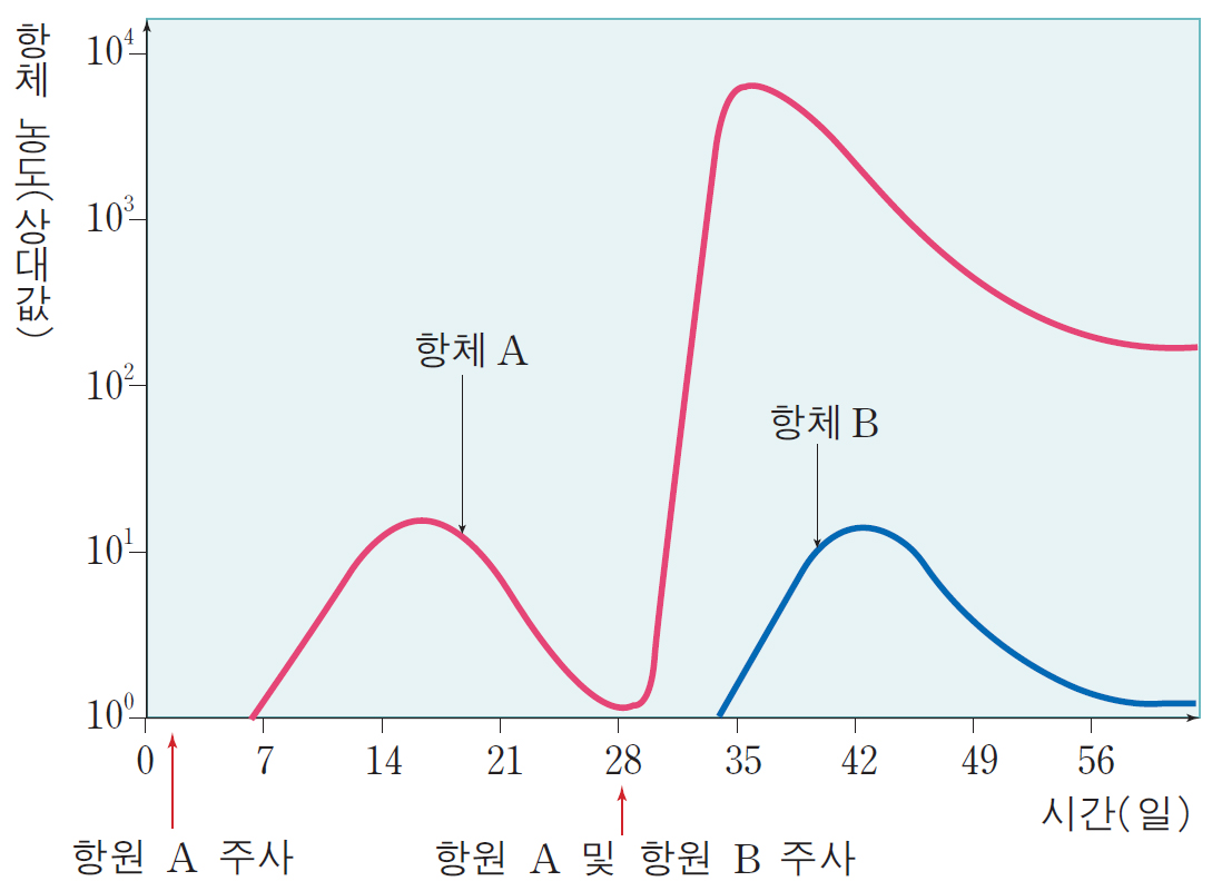 제2장 톡톡 튀는 독서 논술학교 운영의 실제2 나. 과학 논술 1) 논술 문제 다음 제시문을 읽고 논제에 답하시오. [가] 세균, 바이러스 등 외부에서 침입하는 이물질에 대항하여 스스로 방어하는 작용을 면역이라고 한다. 체내에 항원이 들어오면 이에 대한 항체가 만들어지는데 이를 1차 면역 반응이라고 한다.