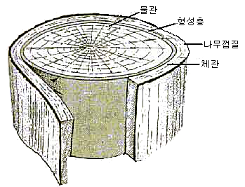 02. 잎새 나루의 비밀이야기 턱잎: 어린 잎을 보호하는 것으로 보통 잎자루 좌우에 한 쌍 있다. 3. 잎의 구조 표피: 잎의 양쪽 표면을 덮고 있는 한 층의 세포로 엽록체가 없다.