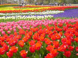 2015년4월 1 NIC 의 자원봉사 OUT&ABOUT 가 알기쉬운 일본어 로 4 월의 축전 콘서트 전람회 생활정보 등을 전합니다. 날씨가 따뜻해지면서 많은 꽃이 피는 계절이 찾아왔습니다.