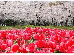 3. 봄의 꽃 츠루마( 鶴 舞 )공원 꽃 축전 벚꽃 튤립 장미 꽃 창포 등 계절 꽃이 연이어 피어나 우리들의 눈을 즐겁게 해줍니다.