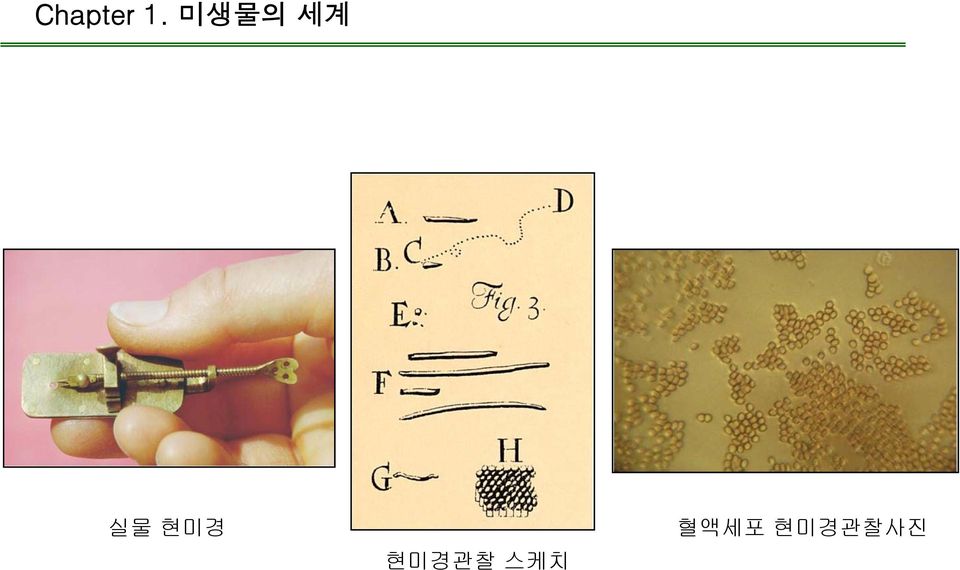 혈액세포